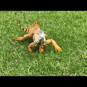 Meet your Posher, Joey